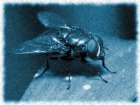 The Fly.jpg